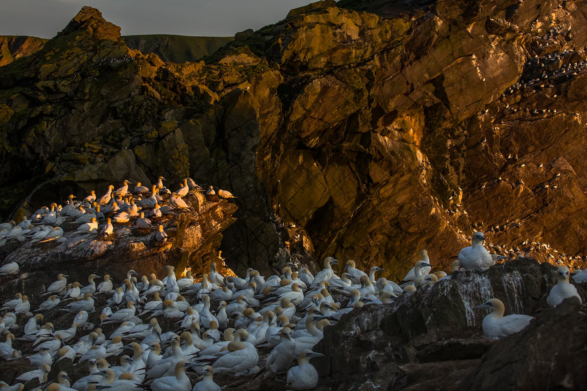 A gannet colony packed onto sunlit sea cliffs, golden evening light on the rock face above them.