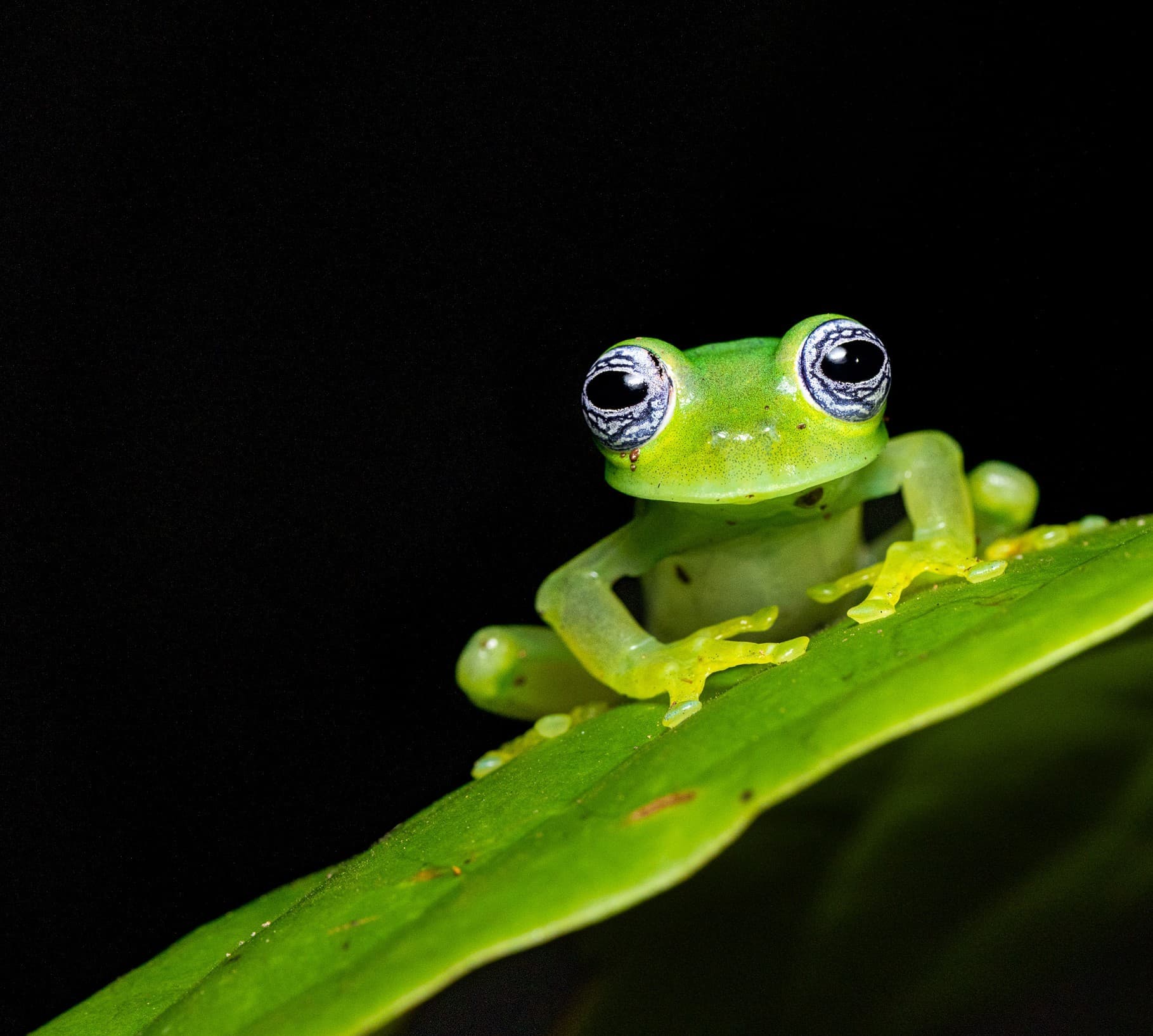 A glass frog gripping the edge of a leaf at night, its translucent underside visible.