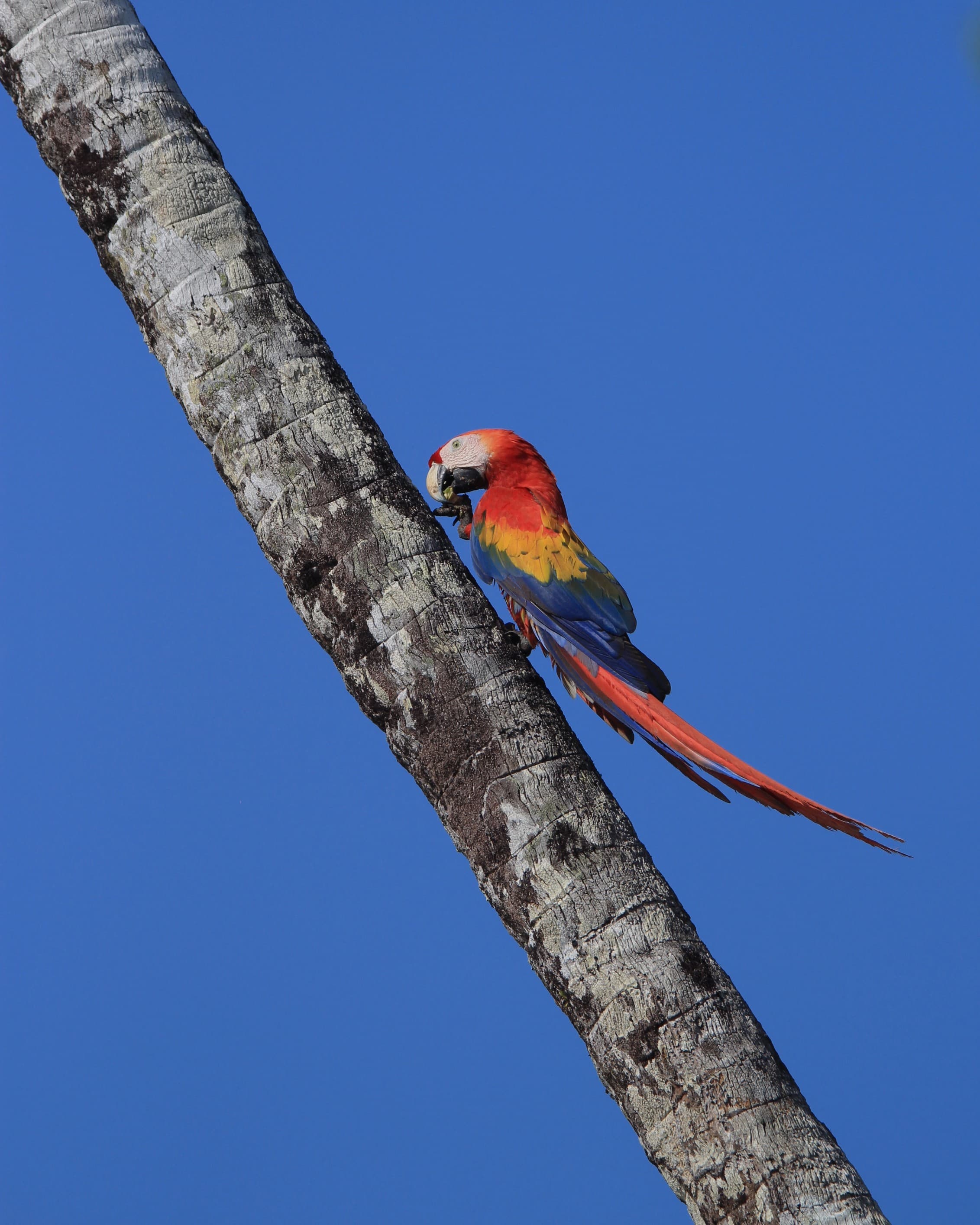 A scarlet macaw feeding on a palm trunk against a clear blue sky.
