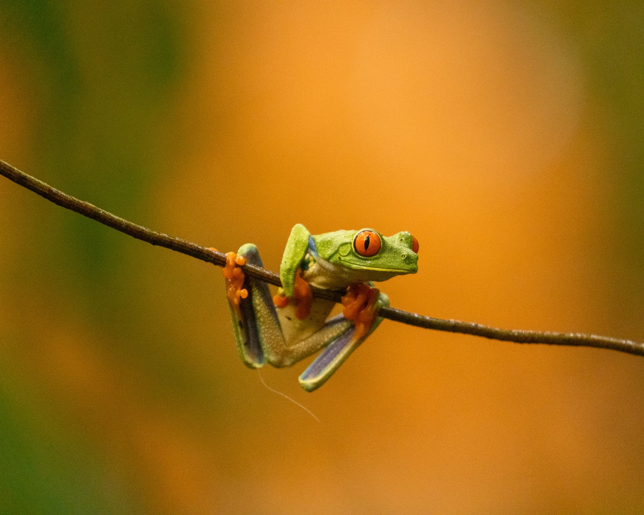 A red-eyed tree frog gripping a stem against a warm orange background.
