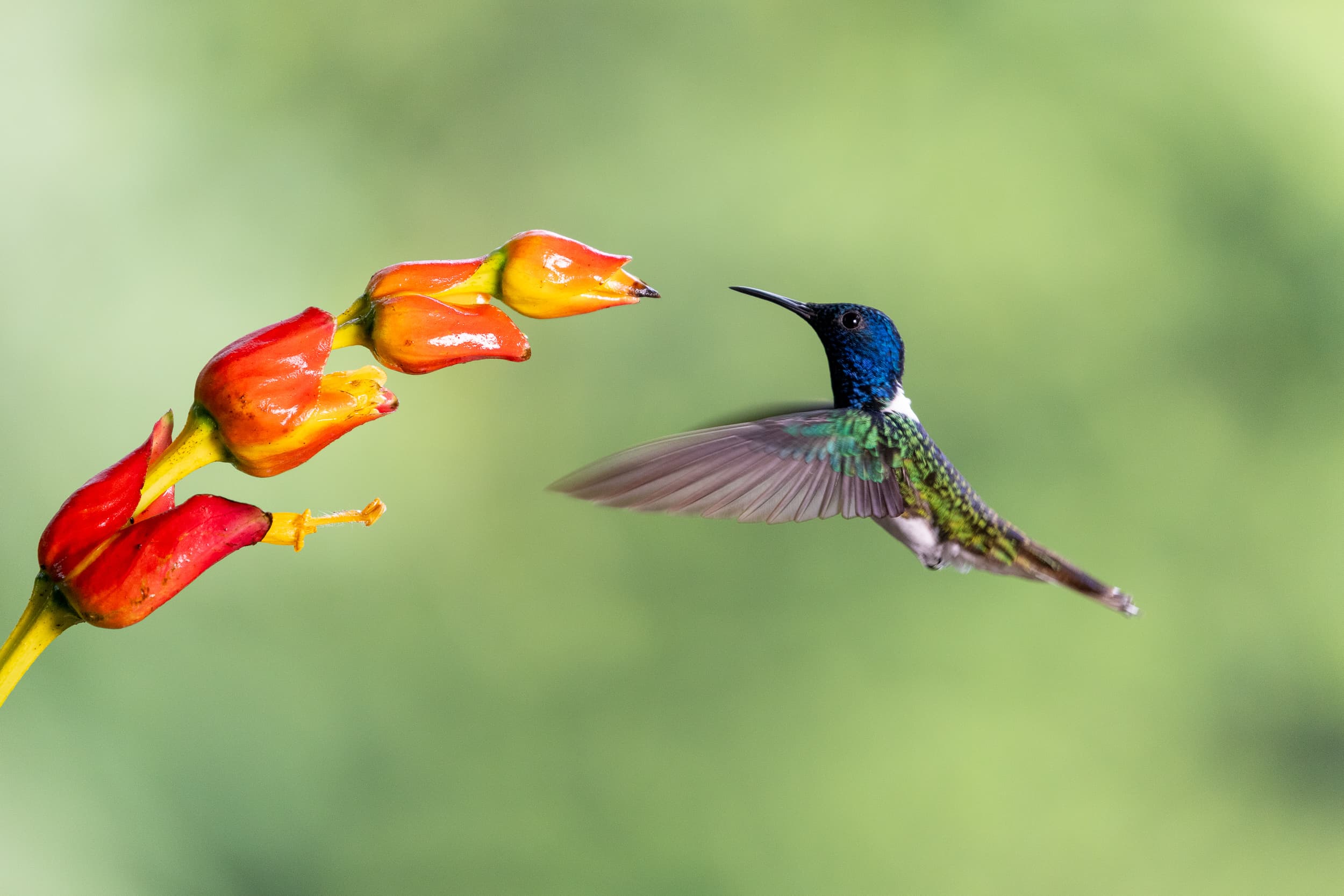 A white-necked jacobin hummingbird approaching a flowering heliconia in flight.