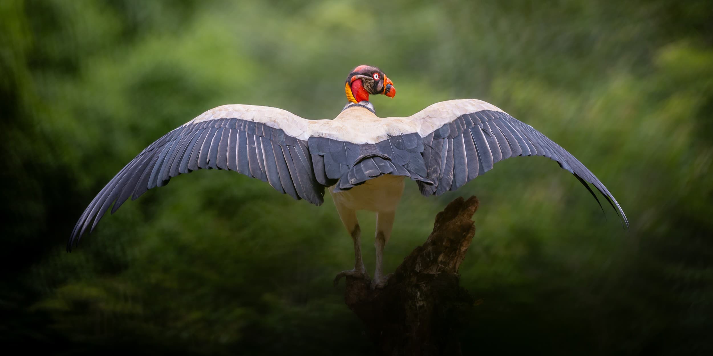 A king vulture perched with wings fully outstretched against dense green forest.