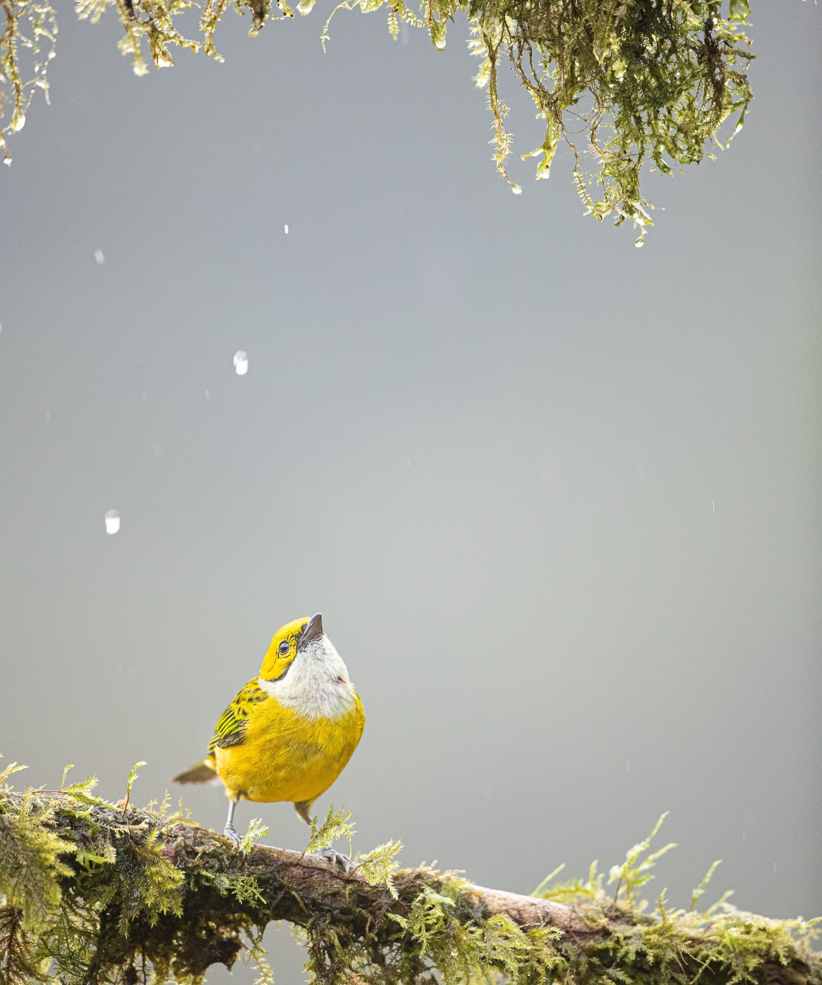 A silver-throated tanager perched on a mossy branch in light rain.
