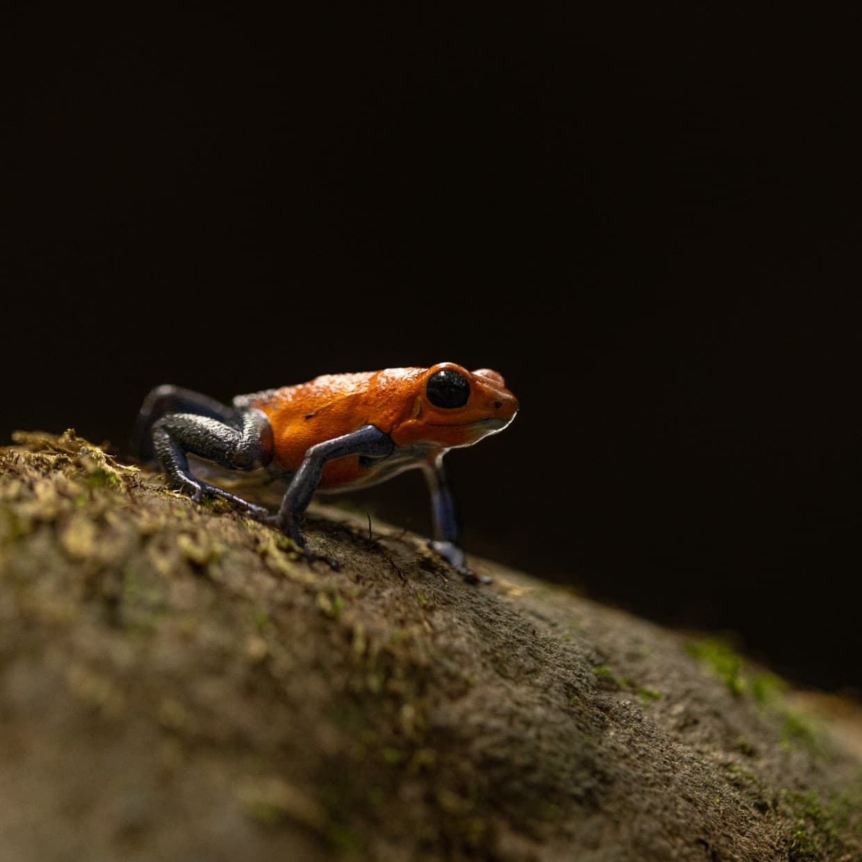 A strawberry poison dart frog on a moss-covered branch, lit against a dark background.