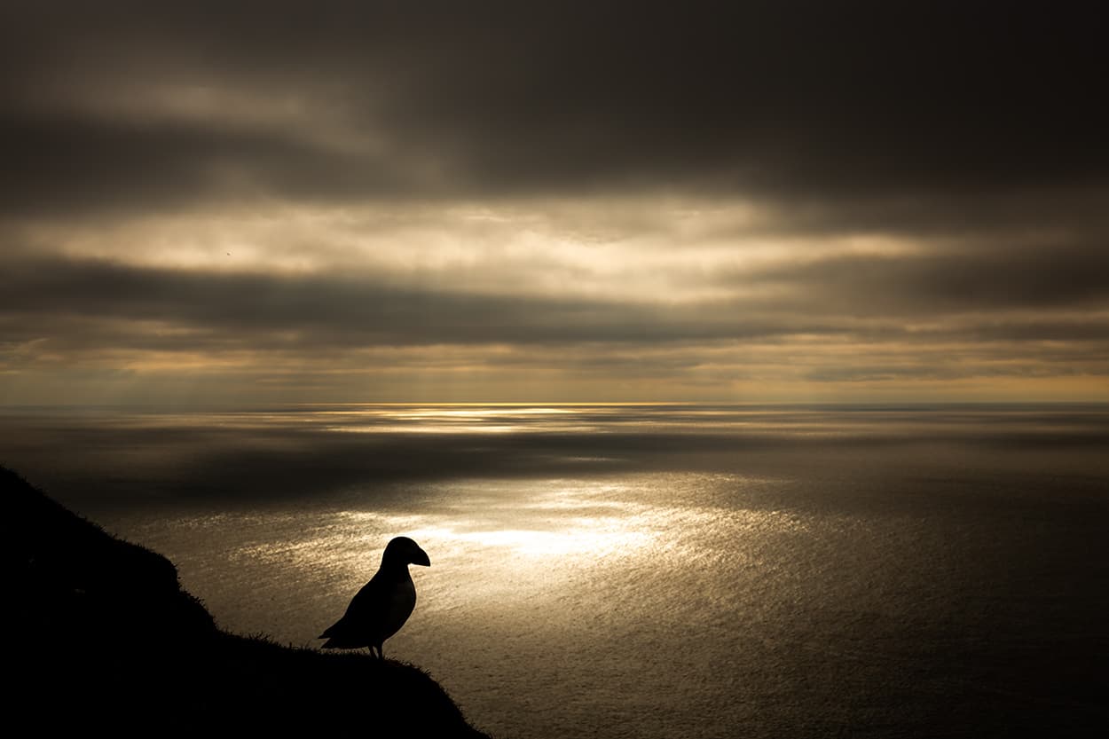 An Atlantic puffin silhouetted on a clifftop against a silver evening sea.