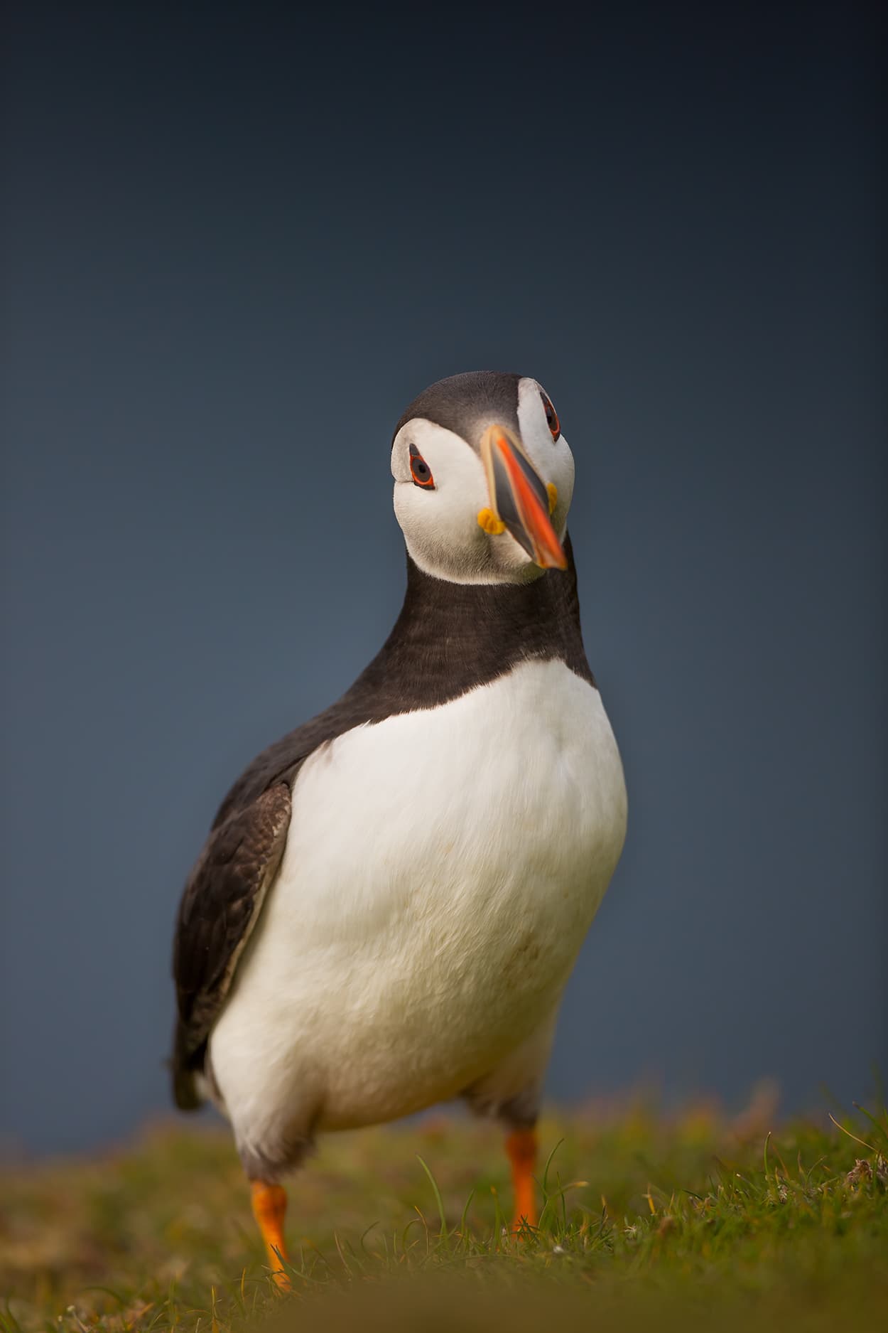 An Atlantic puffin standing in grass, facing the camera directly.