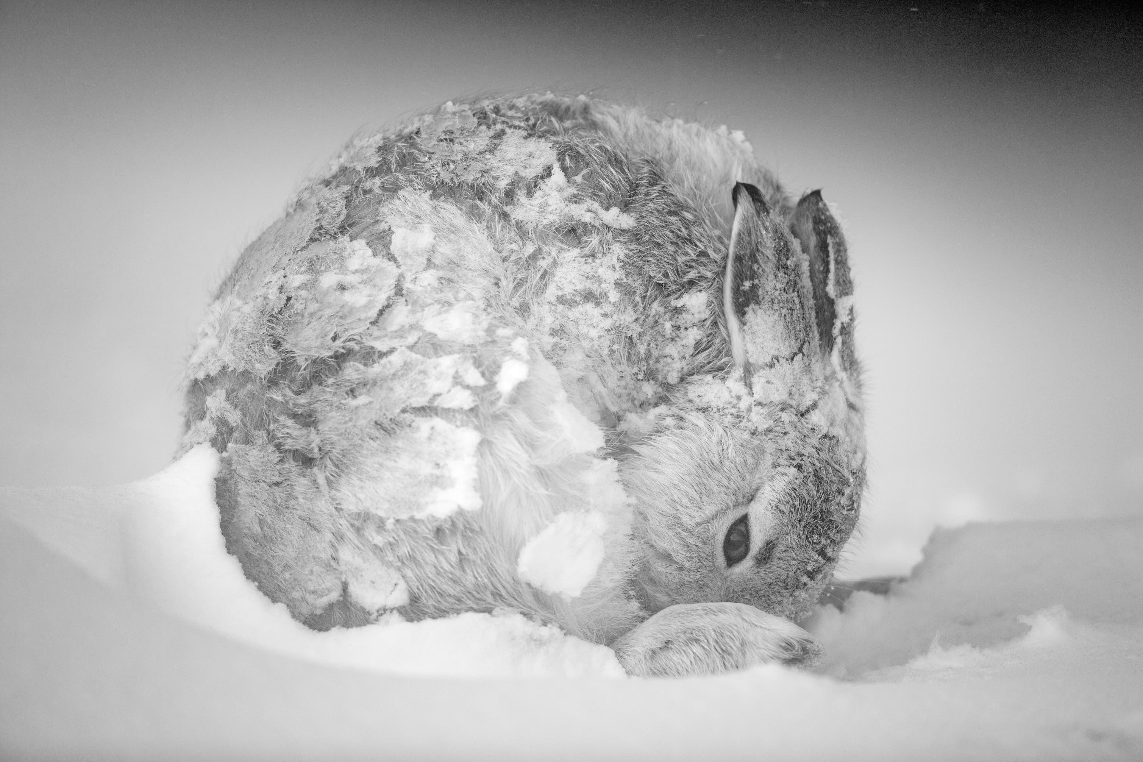 A mountain hare curled into a tight ball, coated in frost and blowing snow.