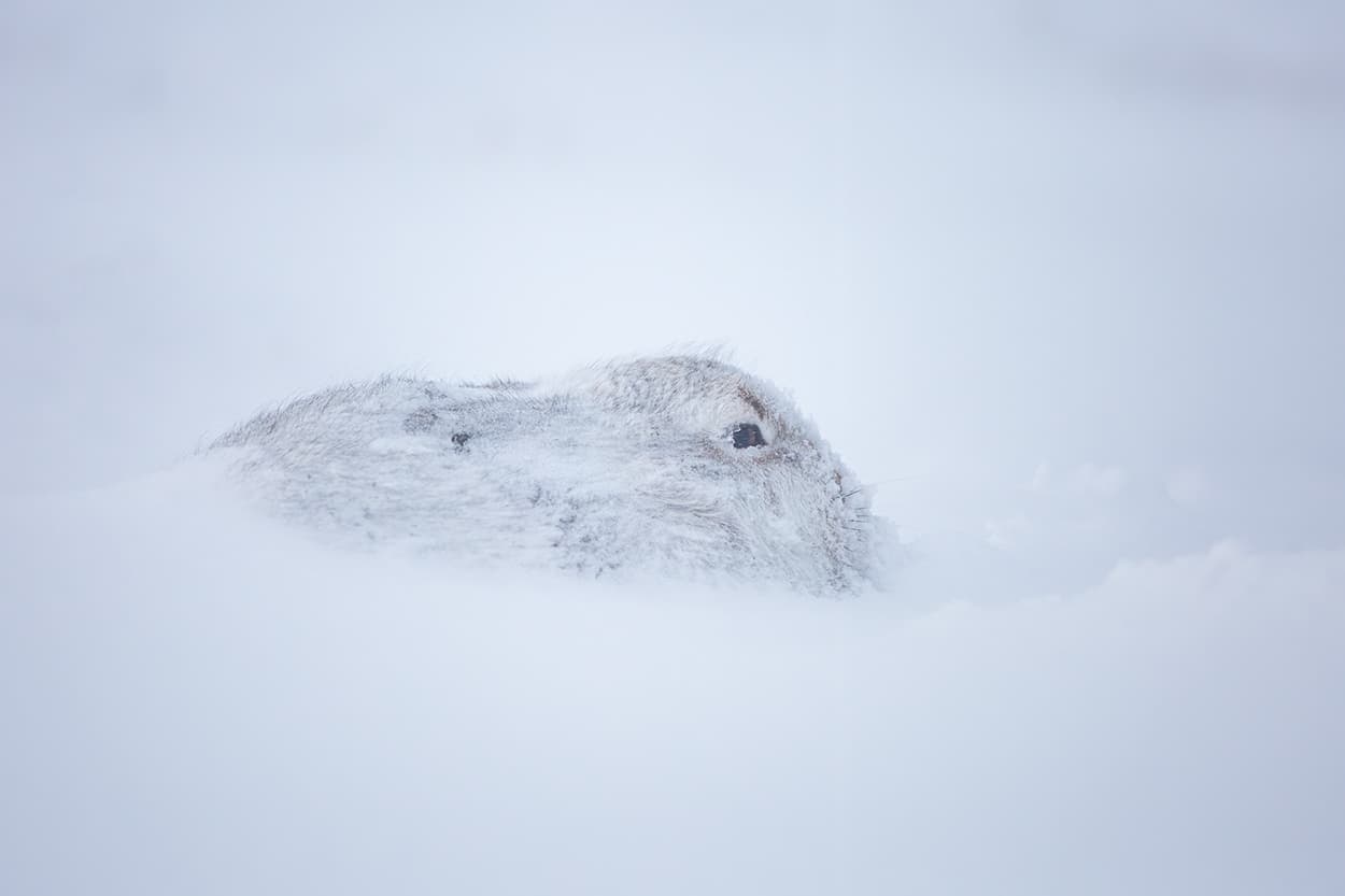 A mountain hare almost entirely buried in drifting snow, one eye visible.