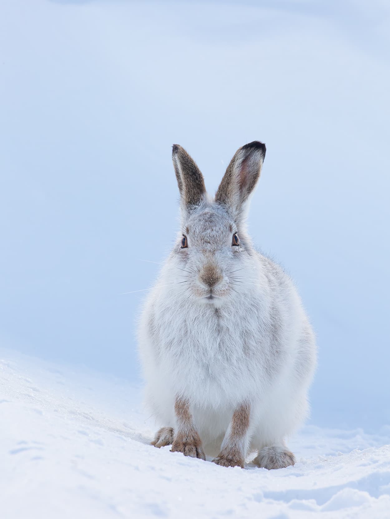 A mountain hare in full white winter coat, sitting upright in snow.