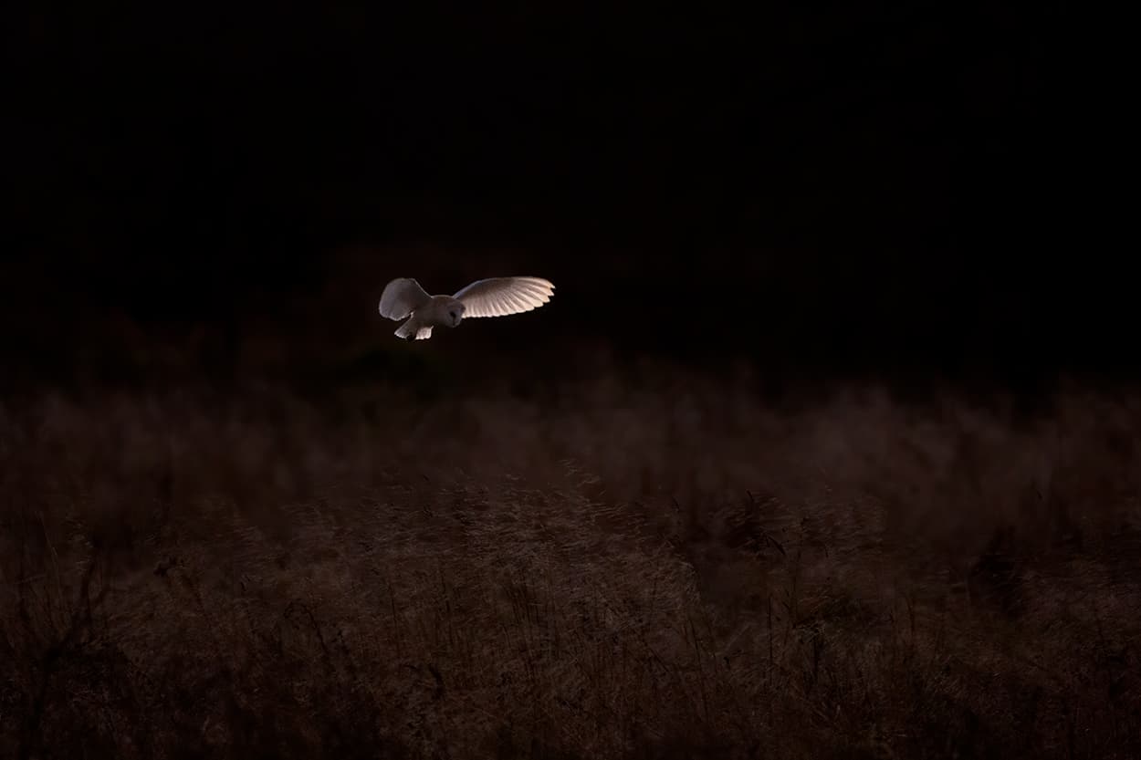 A barn owl in flight over long grass, lit against a near-black background.
