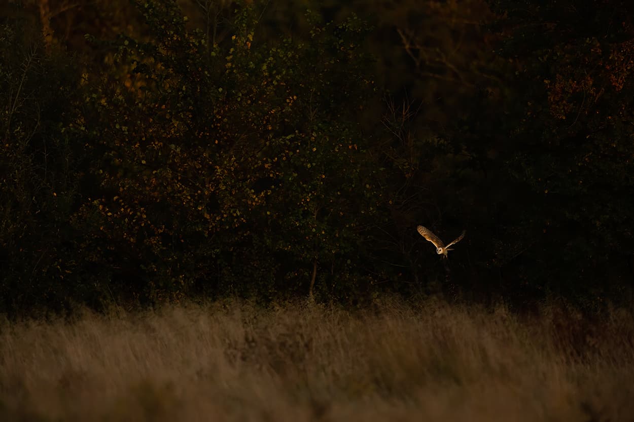 A barn owl flying out of dark treeline into warm evening light.