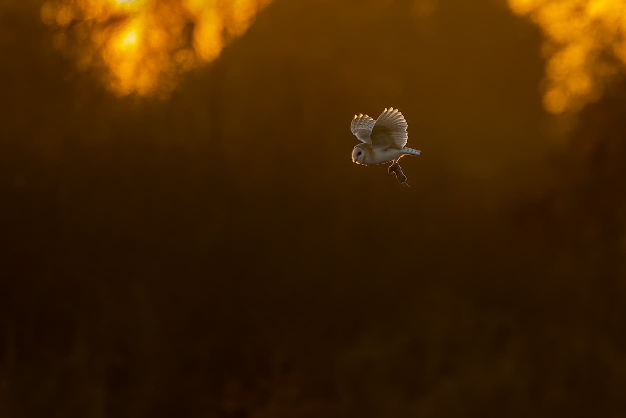 A barn owl carrying a vole, backlit by low golden light.