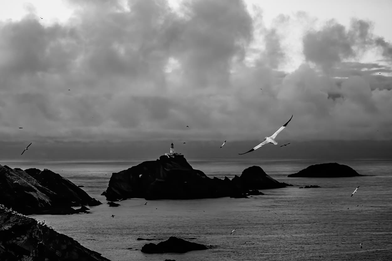A gannet flying past a lighthouse on a rocky headland, in black and white.