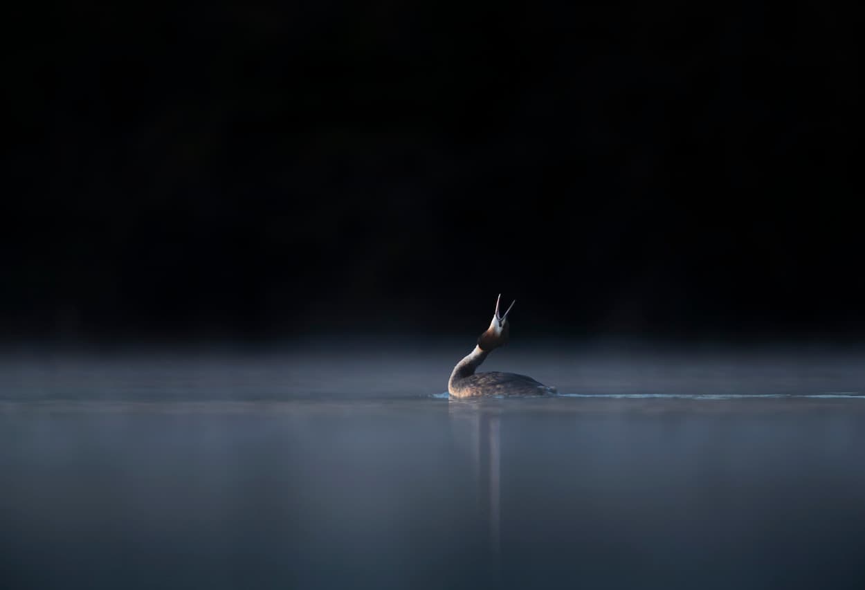 A great crested grebe calling, neck outstretched, on dark still water.