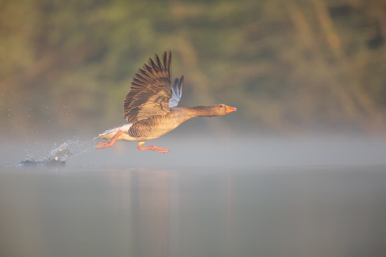 A greylag goose sprinting across the surface of a misty loch as it takes flight.