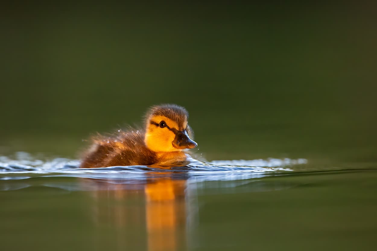 A mallard duckling swimming through golden evening light on still water.