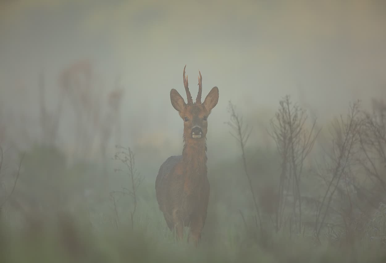 A roe buck standing in thick morning mist, antlers catching the first light.