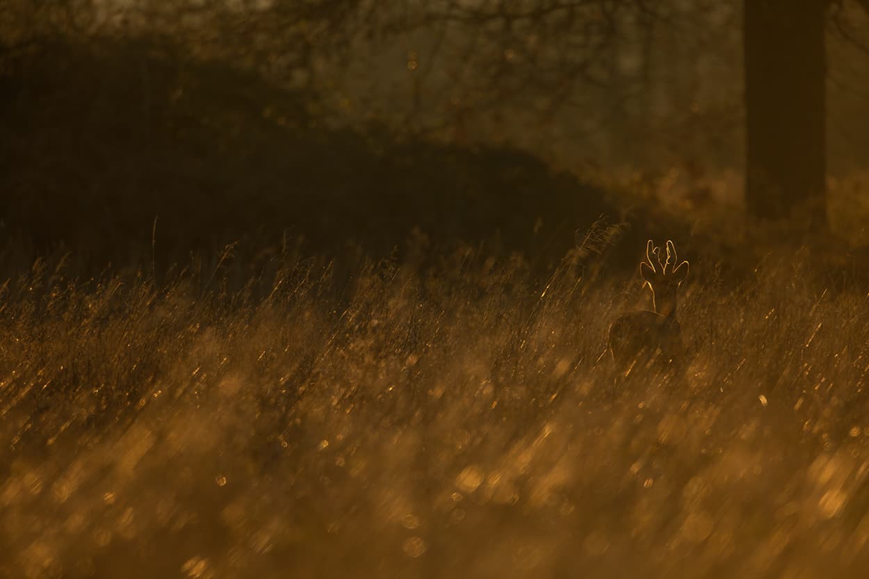 A roe deer walking through golden, backlit grassland at sunrise.